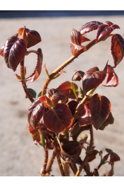 Висота Гортензія черешкова вюнка Круг Корал листя весною